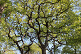 arbres-remarquables-foret-sgl-5824