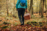 otisgbs-sortie-champignons-femme-au-panier-7590