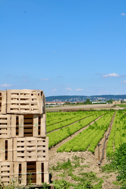 Visite commentée de l'exploitation maraîchère Guehennec_Le Mesnil-le-Roi