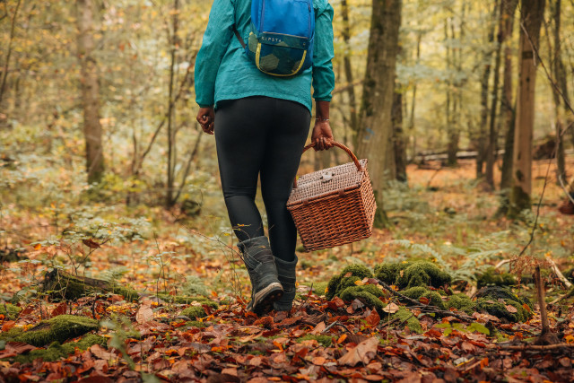 otisgbs-sortie-champignons-femme-au-panier-7590