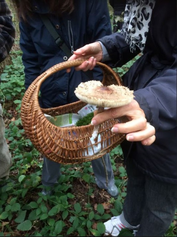 Découverte des champignons en forêt de Saint Germain