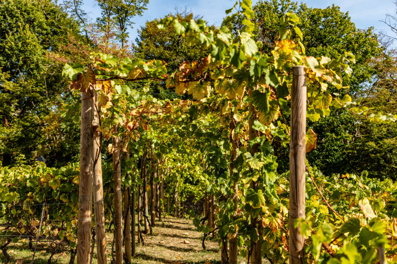 Visite dégustation des vignes des coteaux_Louveciennes Visite dégustation des vignes des coteaux_Louveciennes