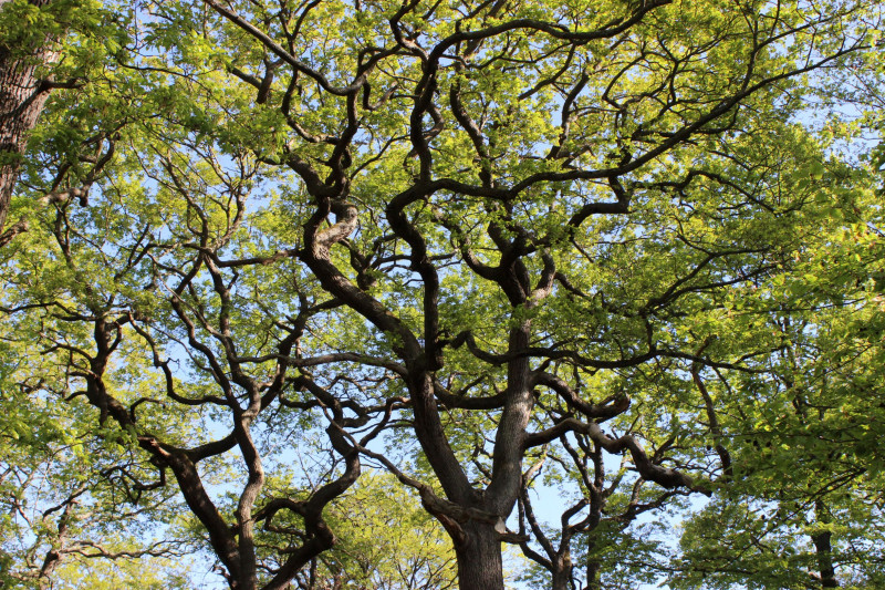 otisgbs-arbres-remarquables-bd-7438